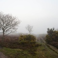 heathland-fog-sam35-pk112258-g-Enhanced-RD-NR-1.jpg