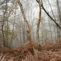 woodland-fog-sam3512256-g-Enhanced-RD-NR-1.jpg