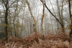 Woodland Fog - pk112256