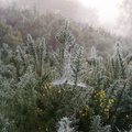Frosted Gorse and Spider Web - pk112225