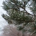 Frosty Pine Needles - pk112202