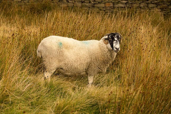 Horned Sheep - 6d7238