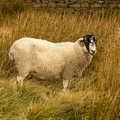Horned Sheep - 6d7238