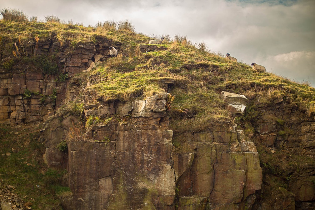 Sheep on Rock Face - 6d7254