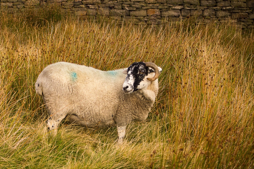 Horned Sheep - 6d7241