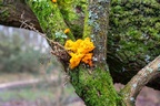 Fungi, Moss and Lichen - PK12354