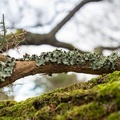 Common greenshield lichen - PK12362