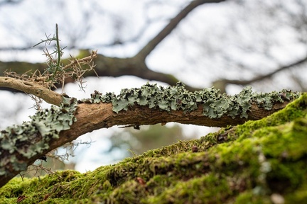 Common greenshield lichen - PK12362