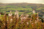 Rosebay Willowherb in Pennine Landscape - 6d7144