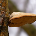 Birch Polypore Fungus - 7r4368