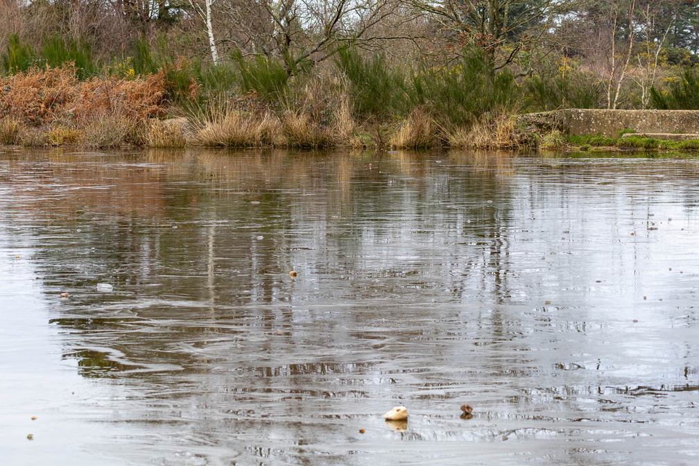 Reflectiom on Icy Pond - r74361