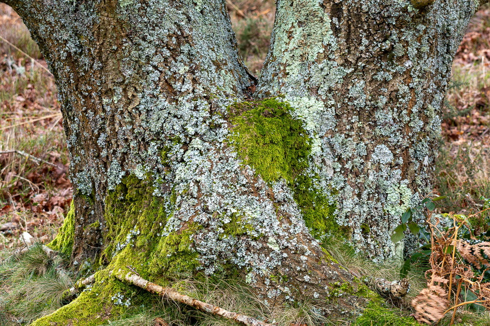 Moss and Lichen on Oak - 7r4375
