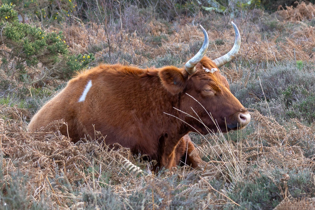 Cow Resting - r74539