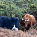 Cattle and Gorse - r74551