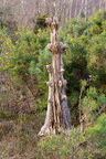 Dead Tree Remnants - r74534