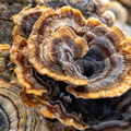 Turkeytail Fungus - r74560