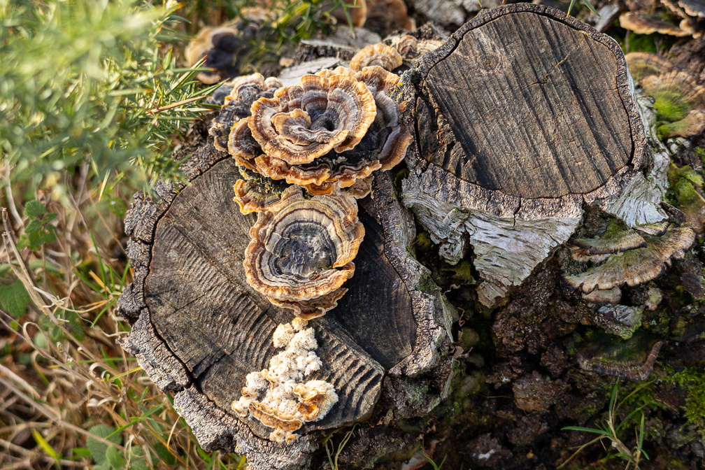 Turkeytail Fungus - r74554