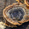 Turkeytail Fungus - r74561