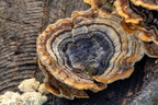 Turkeytail Fungus - r74561