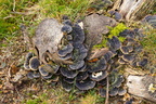 Turkeytail Fungus - r74563