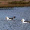 Lesser Black-backed Gulls - r74614