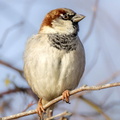 sparrow-r74522-g-Enhanced-NR.jpg