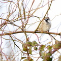 House Sparrow - r74461