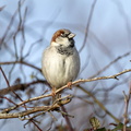 House Sparrow - r74513