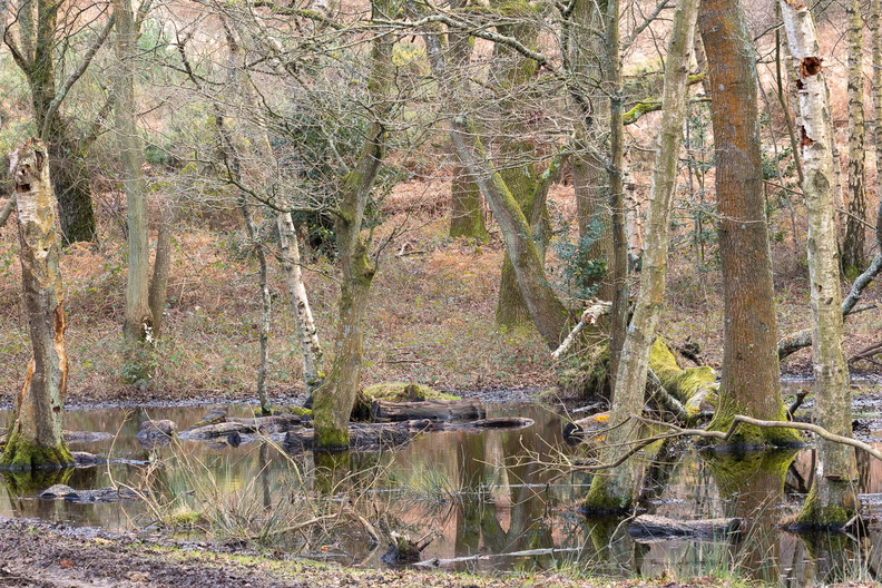 woodland-puddle-r74575-g-Enhanced-NR.jpg