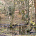 woodland-puddle-r74575-g-Enhanced-NR.jpg