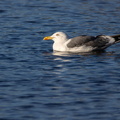 Lesser Black-backed Gull - r74671