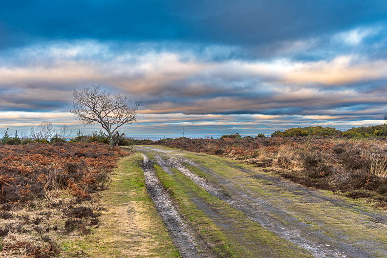 heathland-landscape-sam35-PK12562-g-Enhanced-NR.jpg