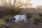  Heathland Cow at Dusk - r74693
