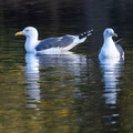 Lesser Black-backed Gulls - r74687