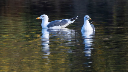 Lesser Black-backed Gulls - r74687