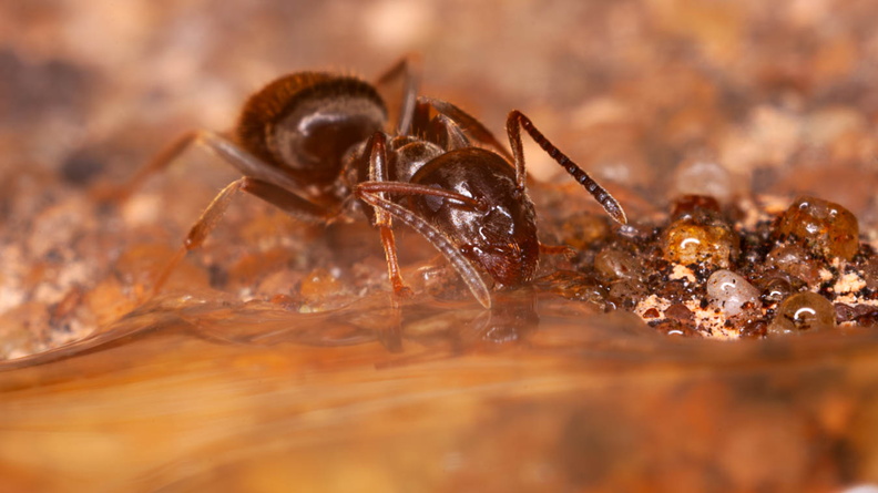 ant-revpentax50mm-g-400d-5095-Enhanced-NR.jpg