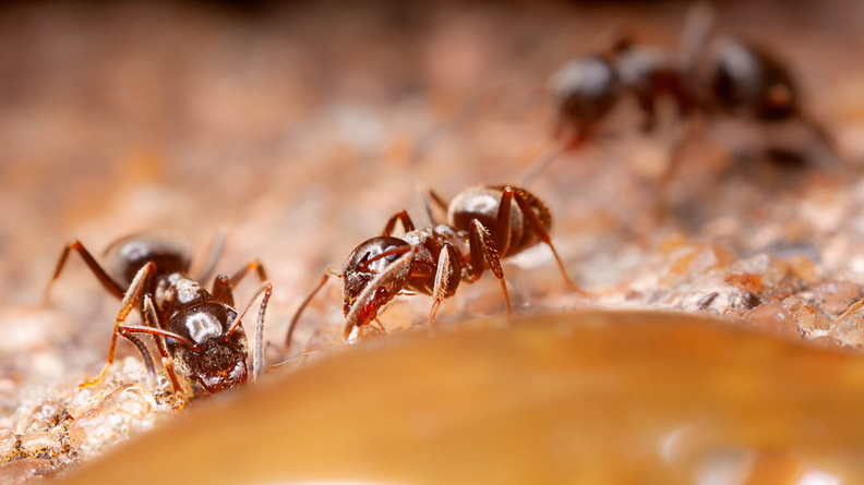 ants-rev-pentax50-400d-g-5112-Enhanced-NR.jpg