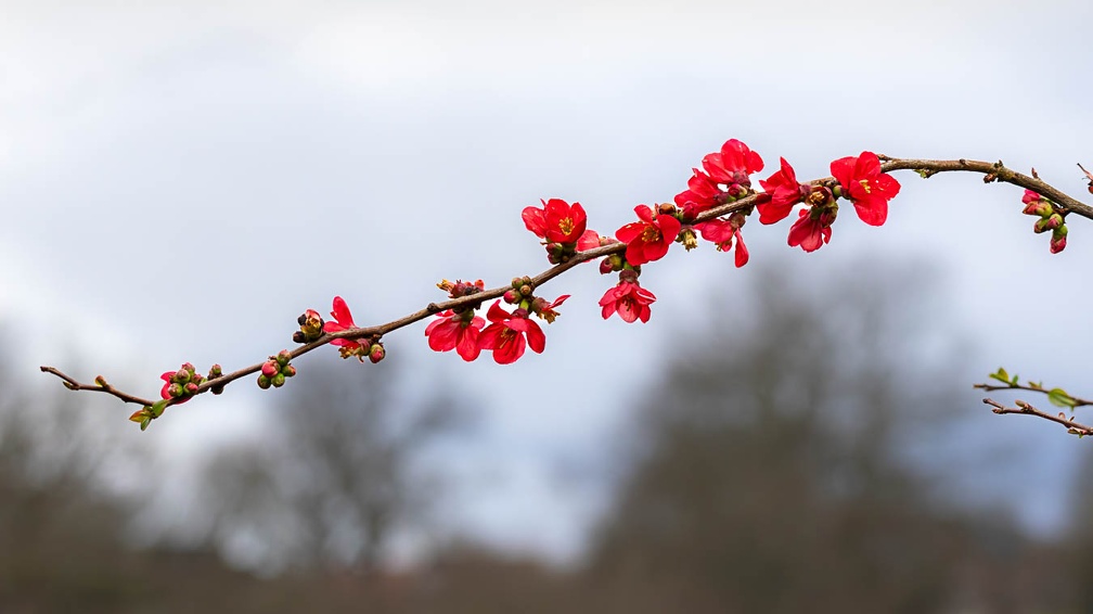 Flowering Quince - r74839