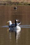 Goose, Gull and Coot - r74888