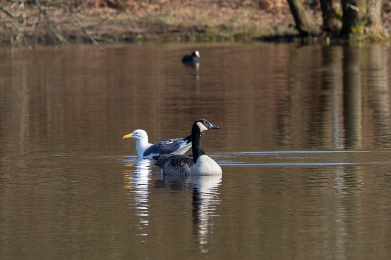 Goose, Gull and Coot - r74889