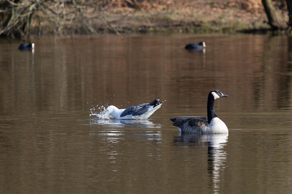 Goose, Gull and Coots - r74893