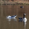 Goose, Gull and Coots - r74893
