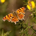 Comma Butterfly - r74876