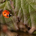 Seven Spot Ladybird - r74872