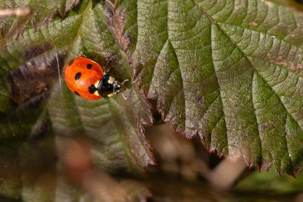 Seven Spot Ladybird - r74872