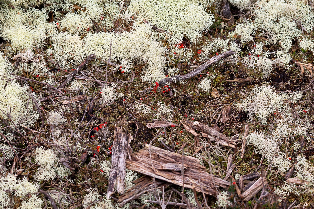 Cladonia Lichen - r74963