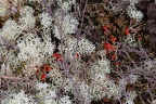 Lichens - r74969