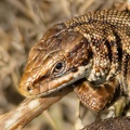 Viviparous Lizard Close Up - r75260