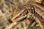 Viviparous Lizard Close Up - r75260