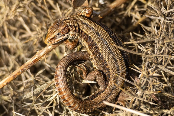Viviparous Lizard - r75263